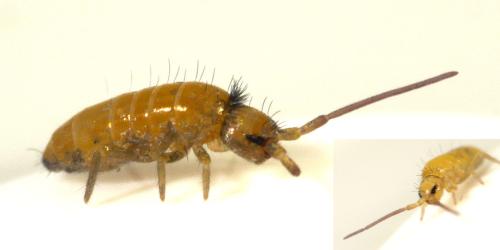 Réf. 315 646 : Tomocerus minor